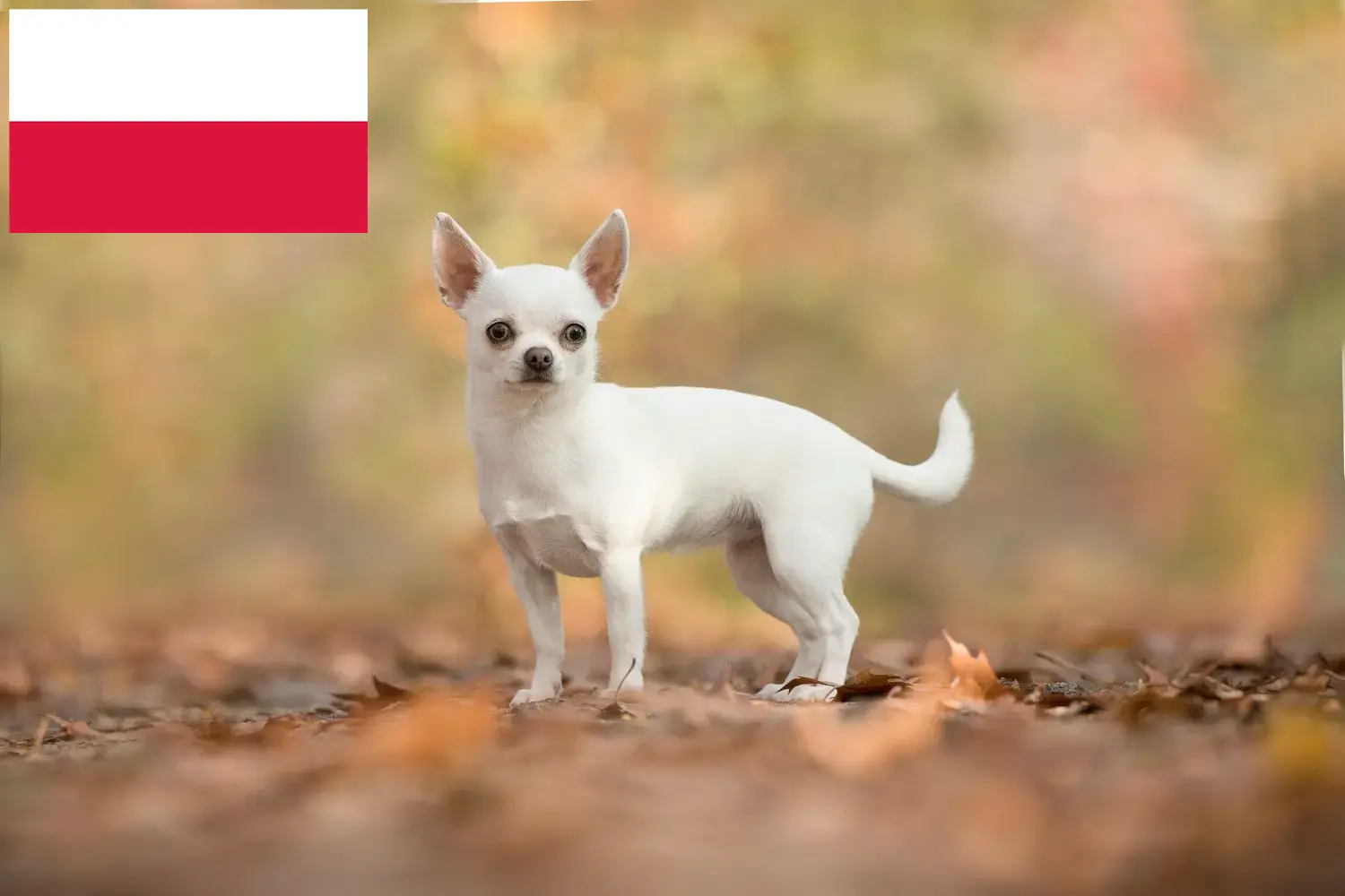 Chihuahua puppies and breeders Poland Find Chihuahua breeders in Poland here.