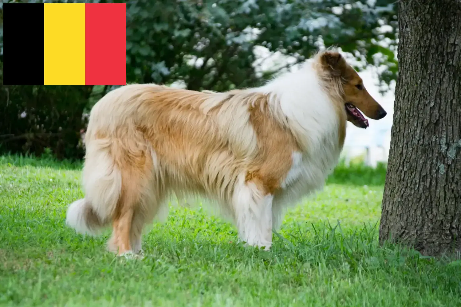 Collie puppies and breeders Belgium Here you can find Collies breeders in Belgium.