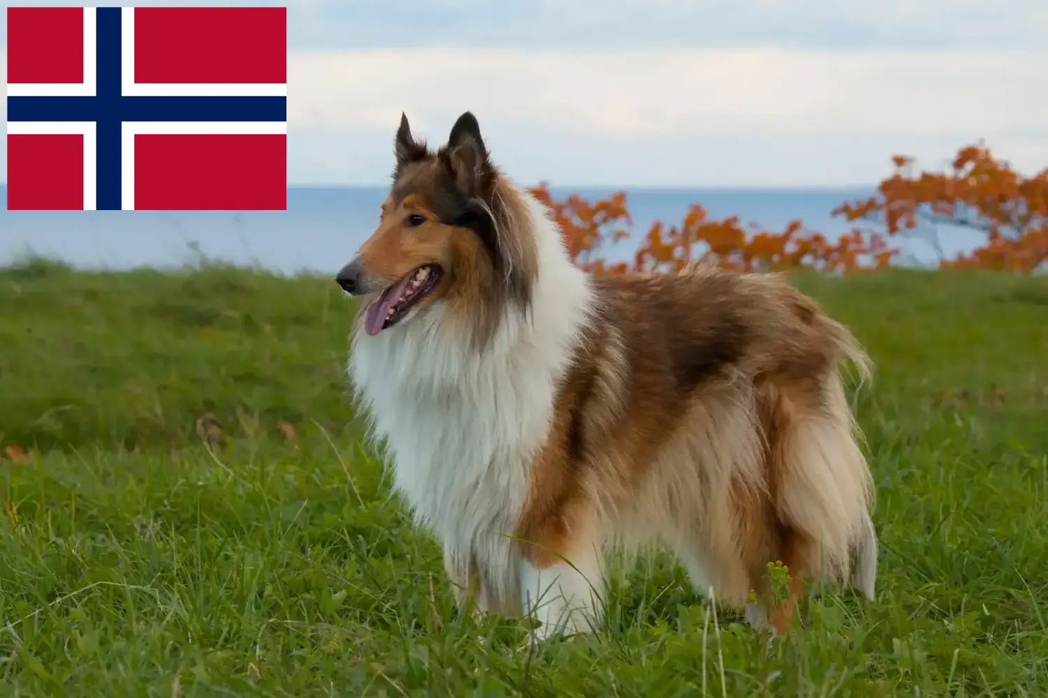 Collie puppies and breeders Norway Here you can find Collies breeders in Norway.