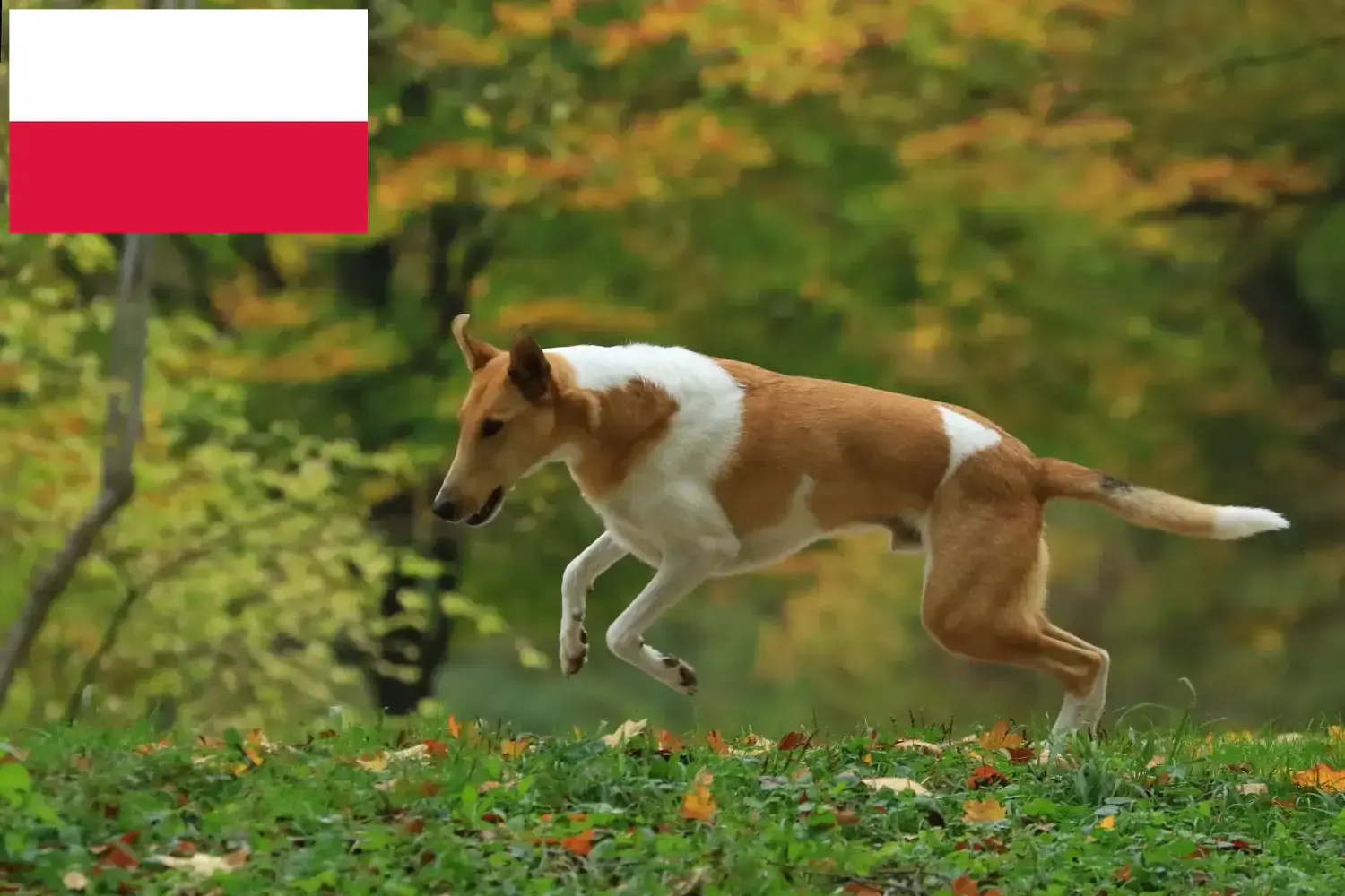 Collie puppies and breeders Poland Here you can find Collies breeders in Poland.