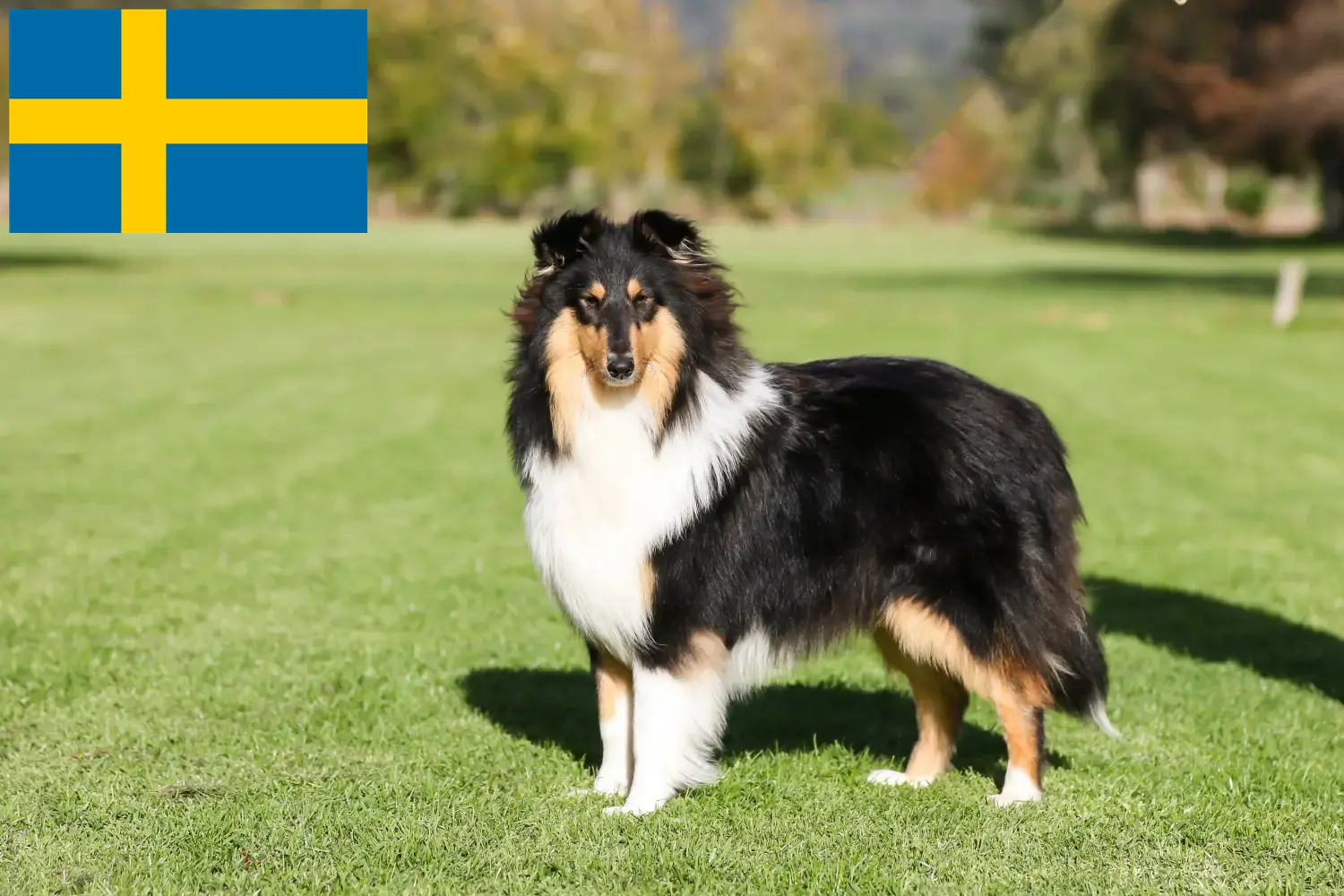 Collie puppies and breeders Sweden Here you can find Collies breeders in Sweden.