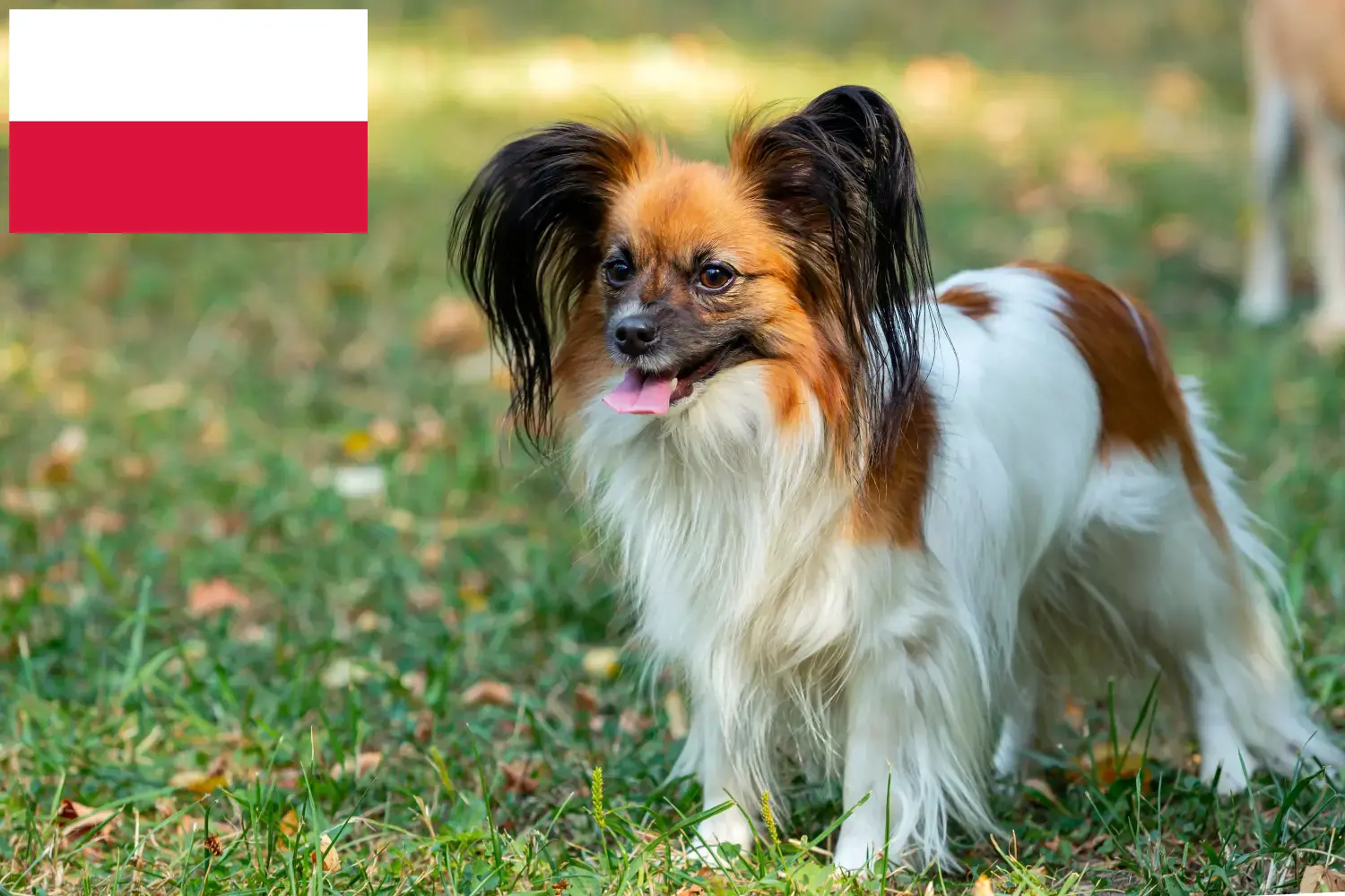 Continental Dwarf Spaniel puppies and breeder Poland Find here Continental Dwarf Spaniels breeders in Poland.