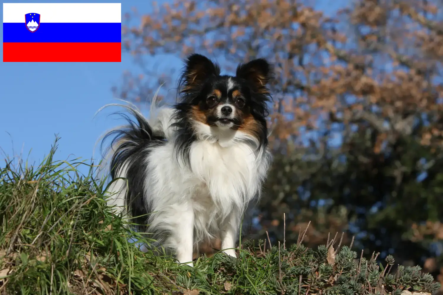 Continental Miniature Spaniel puppies and breeders Slovenia Find Continental Dwarf Spaniels breeders in Slovenia.
