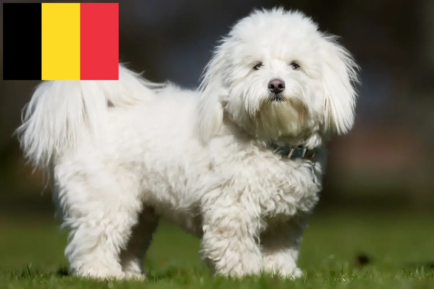 Coton de Tuléar puppies and breeders Belgium Find Coton de Tuléars breeders in Belgium.