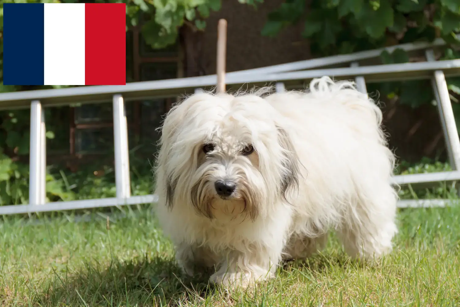 Coton de Tuléar puppies and breeders France Here you can find Coton de Tuléars breeders in France.