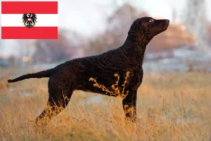 Read more about the article Curly Coated Retriever breeders and puppies in Austria
