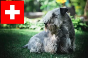 Read more about the article Czech Terrier breeders and puppies in Switzerland