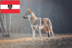 Read more about the article Czechoslovakian Wolfdog breeders and puppies in Austria