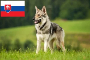 Read more about the article Czechoslovakian Wolfhound Breeder and Puppies in Slovakia