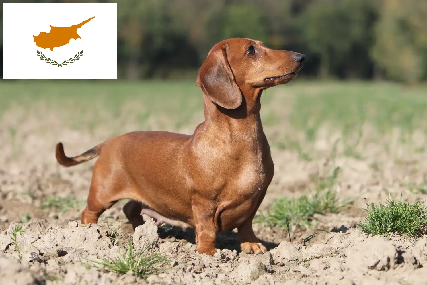 Dachshund puppies and breeders Republic of Cyprus Here you can find Dachshund breeders in Cyprus.