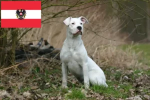 Read more about the article Dogo Argentino breeders and puppies in Austria