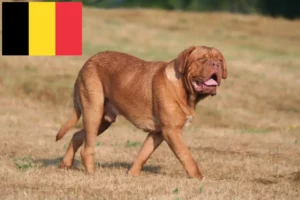 Read more about the article Dogue de Bordeaux breeders and puppies in Belgium