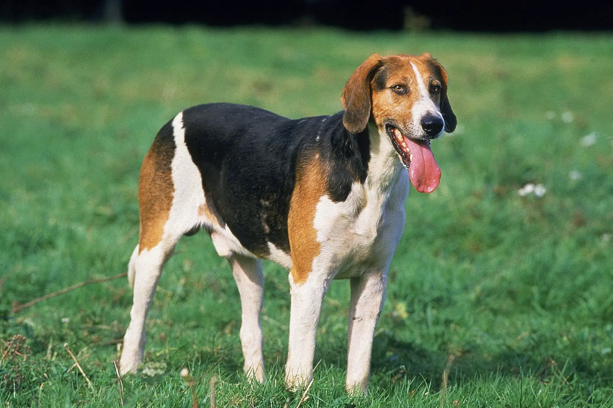 Read more about the article English Foxhound Breeder