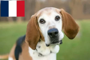 Read more about the article English Foxhound breeders and puppies in France