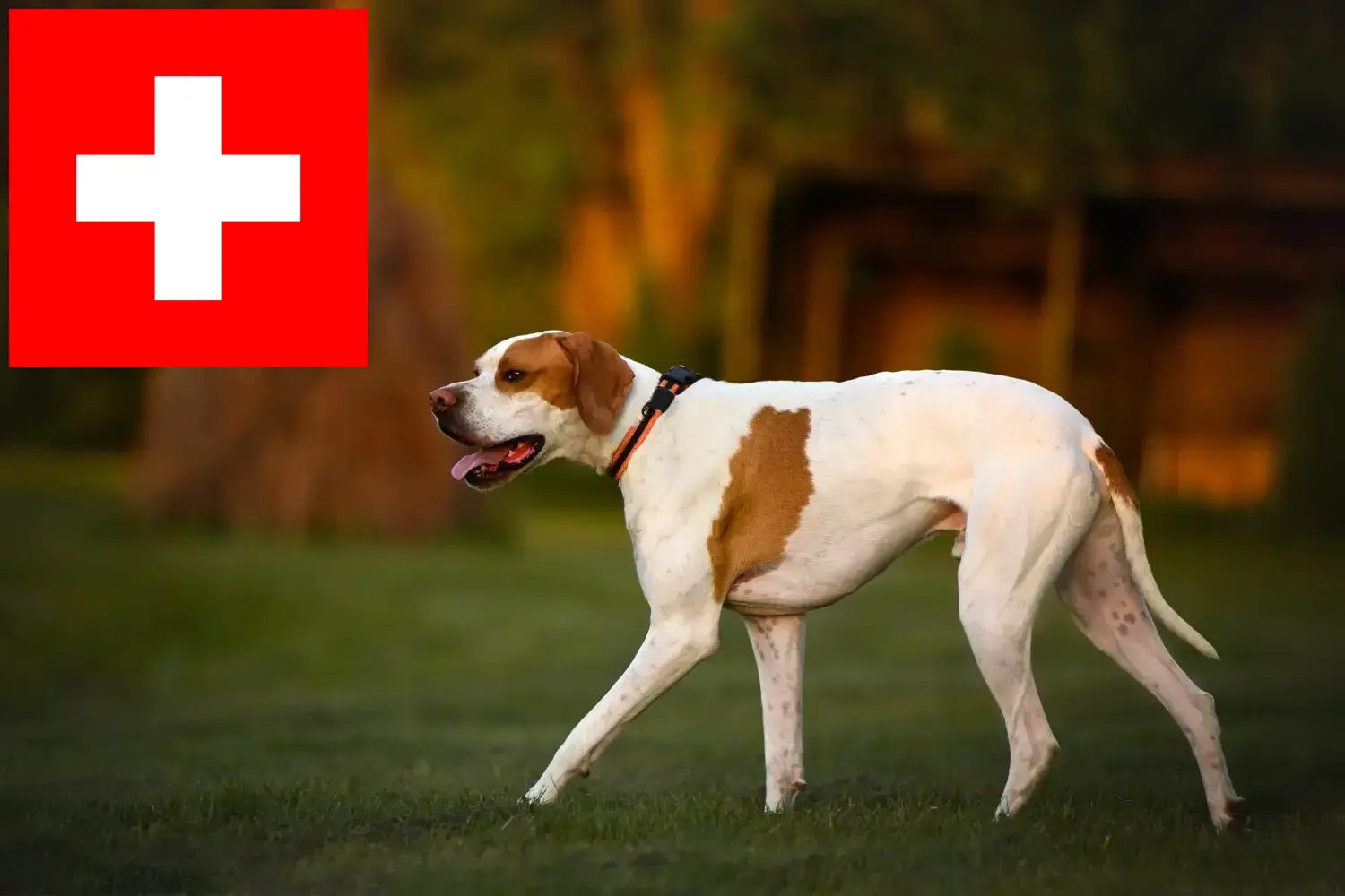 English Pointer puppies and breeders Switzerland Here you can find English Pointers breeders in Switzerland.
