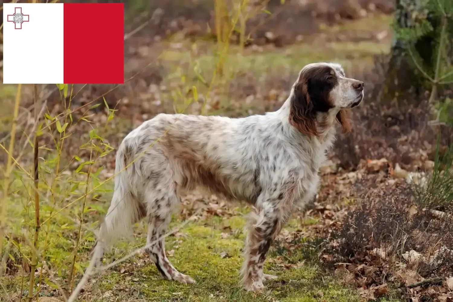 English Setter puppies and breeders Malta Find English Setter breeders auf Malta.