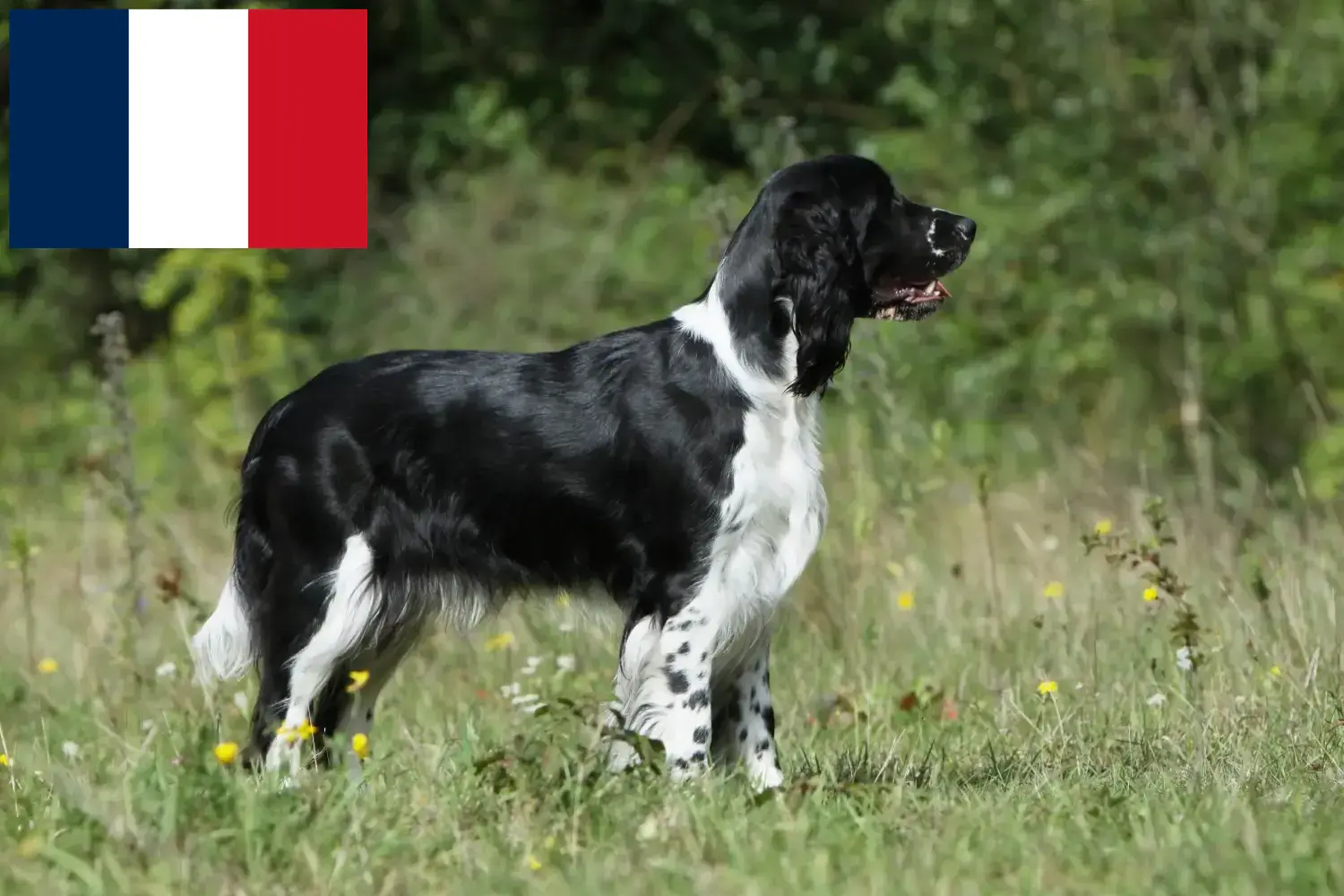 English Springer Spaniel puppies and breeders France Find here English Springer Spaniels breeders in France.