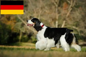 Read more about the article English Springer Spaniel breeders and puppies in Germany