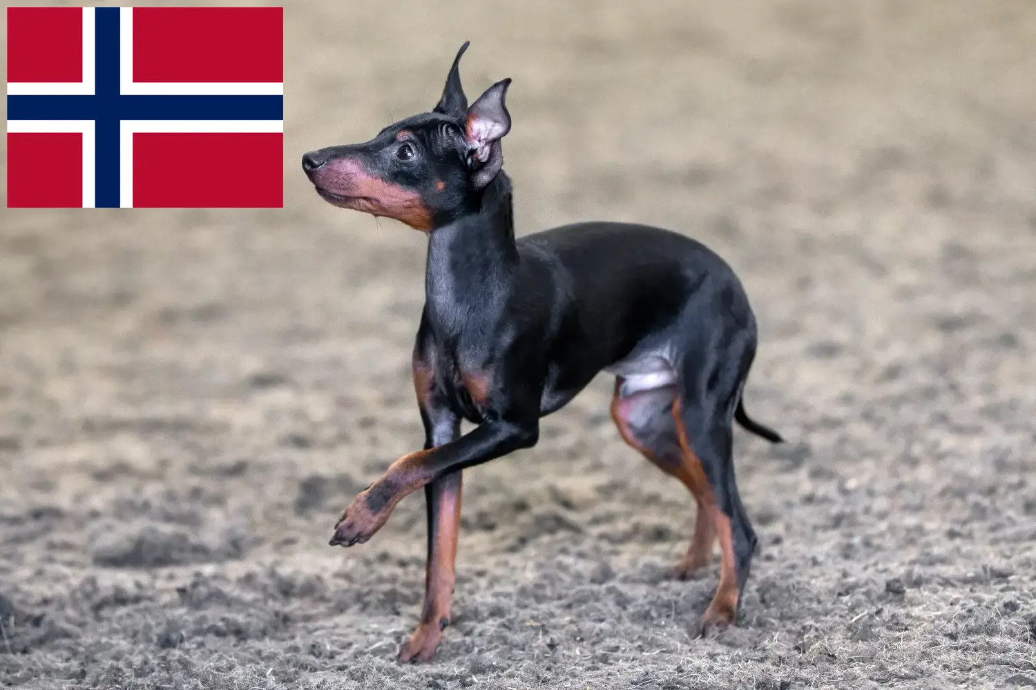 Read more about the article English Toy Terrier breeders and puppies in Norway