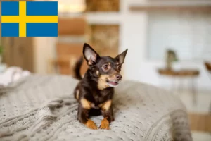 Read more about the article English Toy Terrier breeders and puppies in Sweden