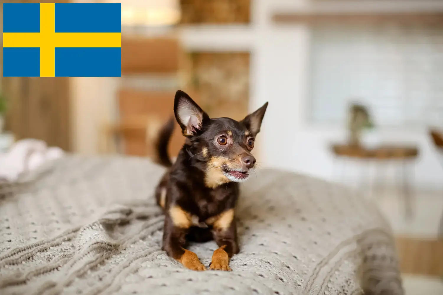 Read more about the article English Toy Terrier breeders and puppies in Sweden
