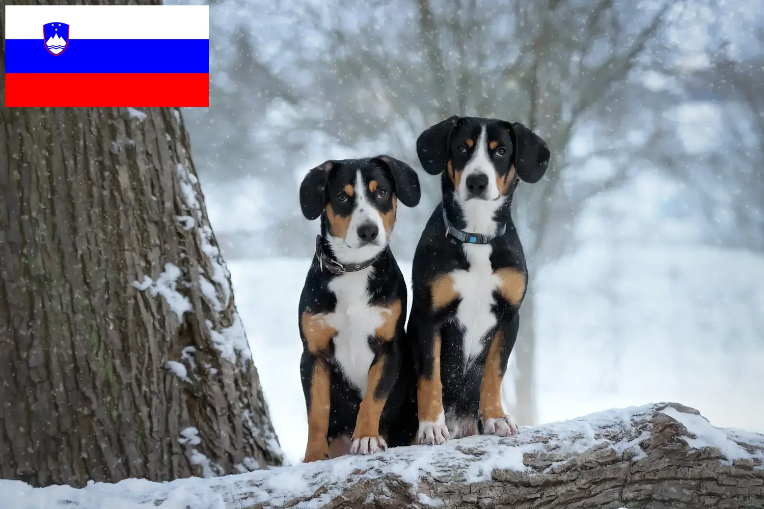 Entlebuch Mountain Dog Puppies and Breeder Slovenia Find Entlebucher Mountain Dog breeders in Slovenia.