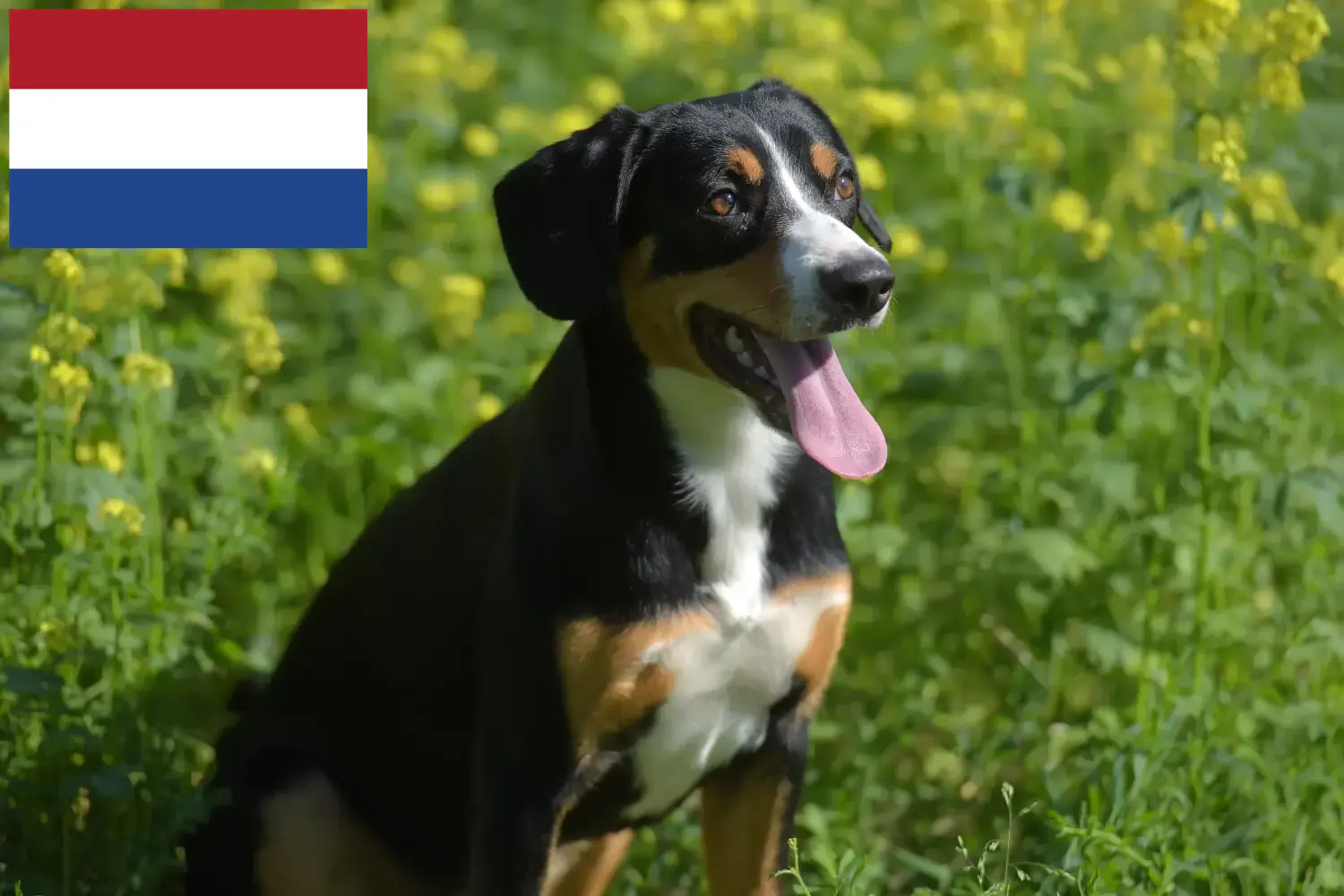 Entlebucher Mountain Dog Puppies and Breeder Netherlands Here you can find Entlebucher Mountain Dog breeders in the Netherlands.