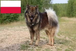 Read more about the article Eurasier breeders and puppies in Poland