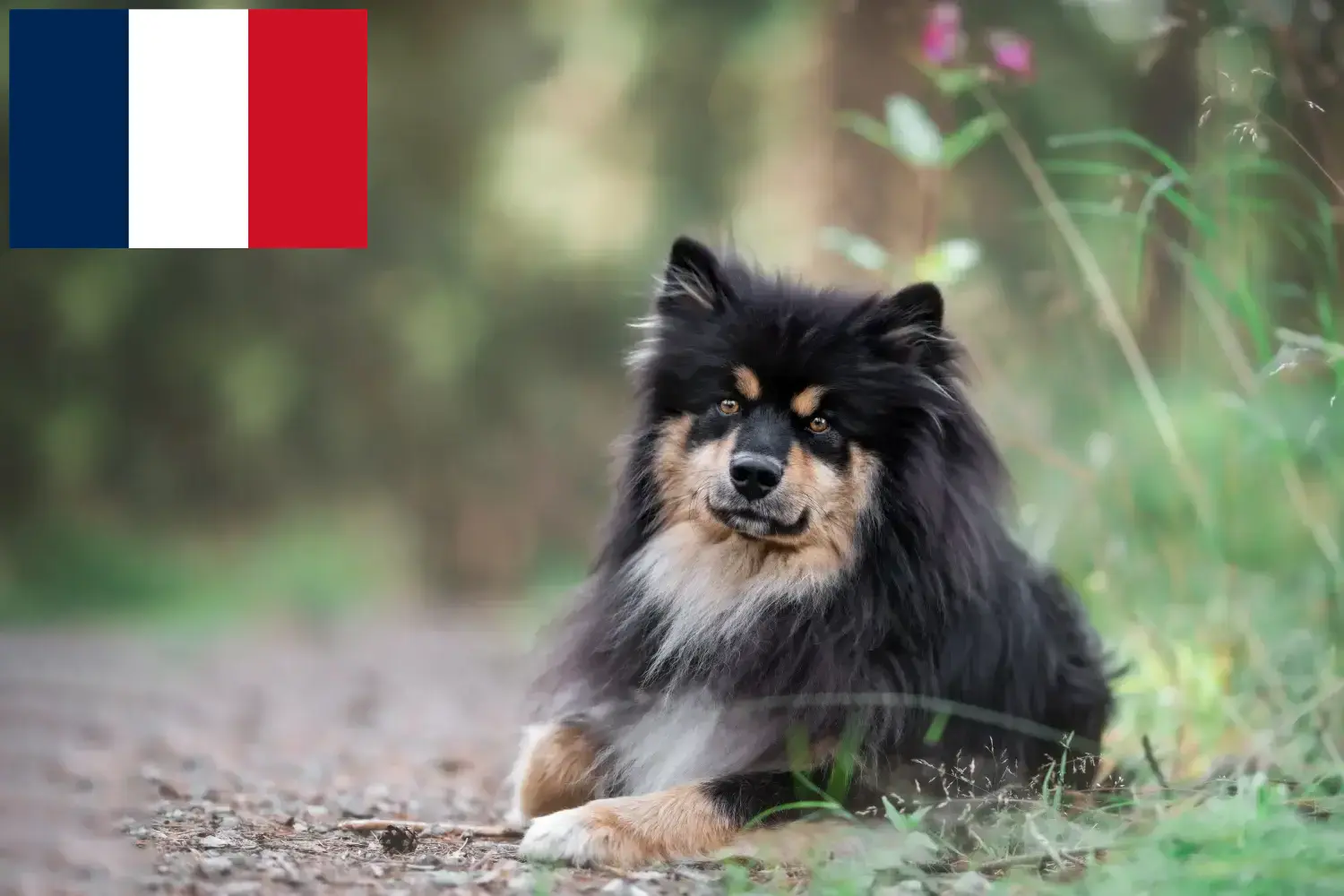 Finnish Lapphund puppies and breeders France Find Finnish Lapphund breeders in France here.