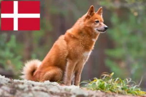 Read more about the article Finnspitz breeders and puppies in Denmark
