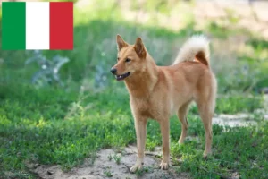 Read more about the article Finnspitz breeders and puppies in Italy