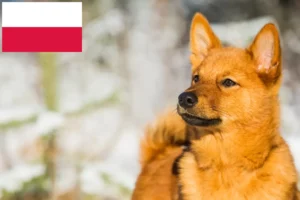 Read more about the article Finnspitz breeders and puppies in Poland