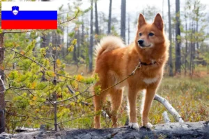 Read more about the article Finnspitz breeders and puppies in Slovenia