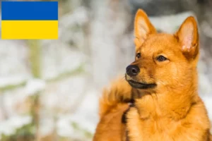 Read more about the article Finnspitz breeders and puppies in Ukraine