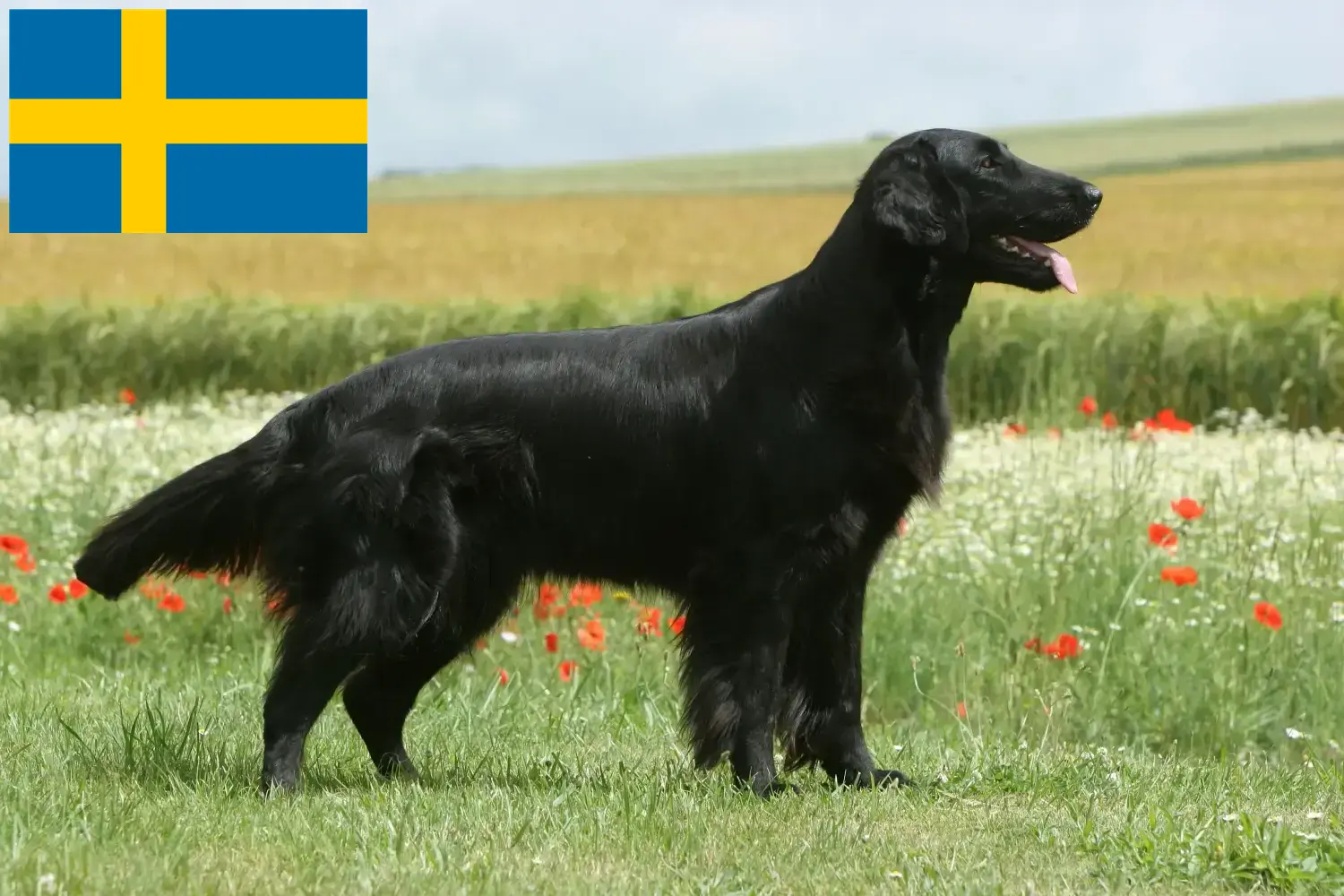 Flat Coated Retriever puppies and breeders Sweden Here you can find Flat Coated Retriever breeders in Sweden.