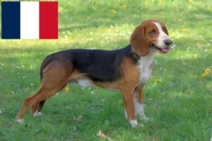 Read more about the article German Bracke breeders and puppies in France