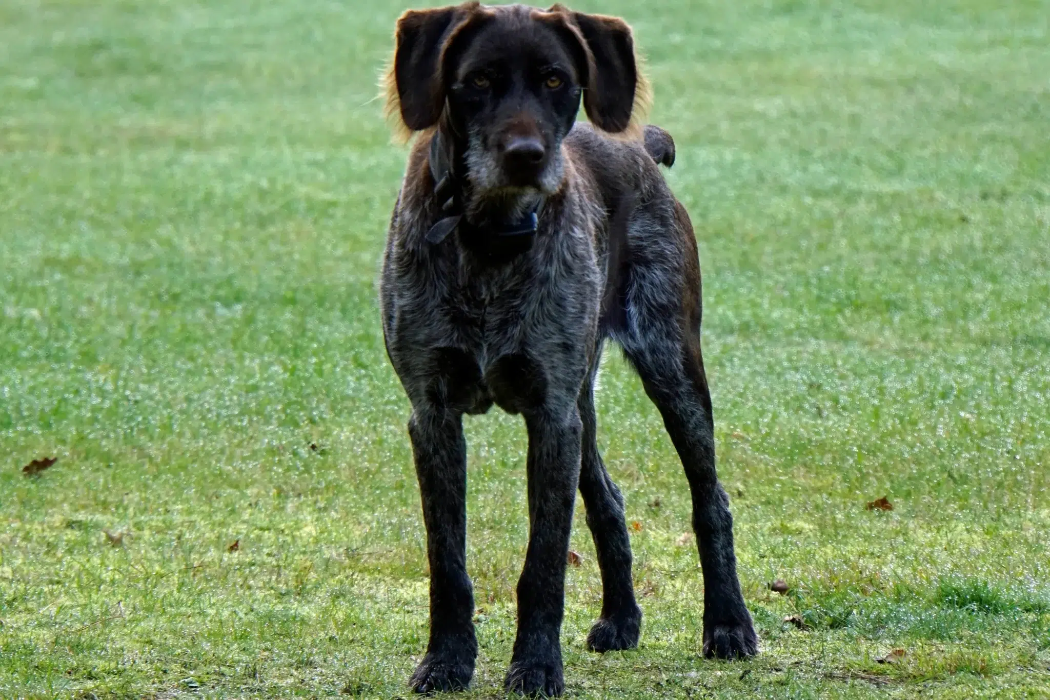 Read more about the article German Stichelhaar Breeder