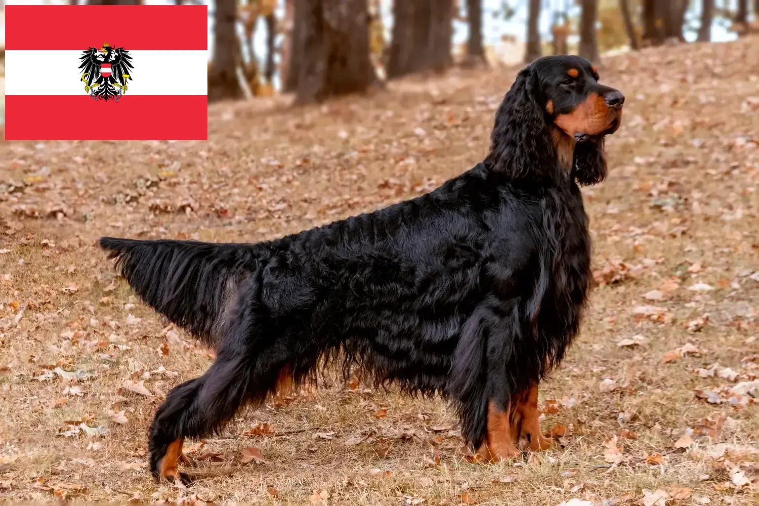 Gordon Setter puppies and breeders Austria Here you can find Gordon Setter breeders in Austria.