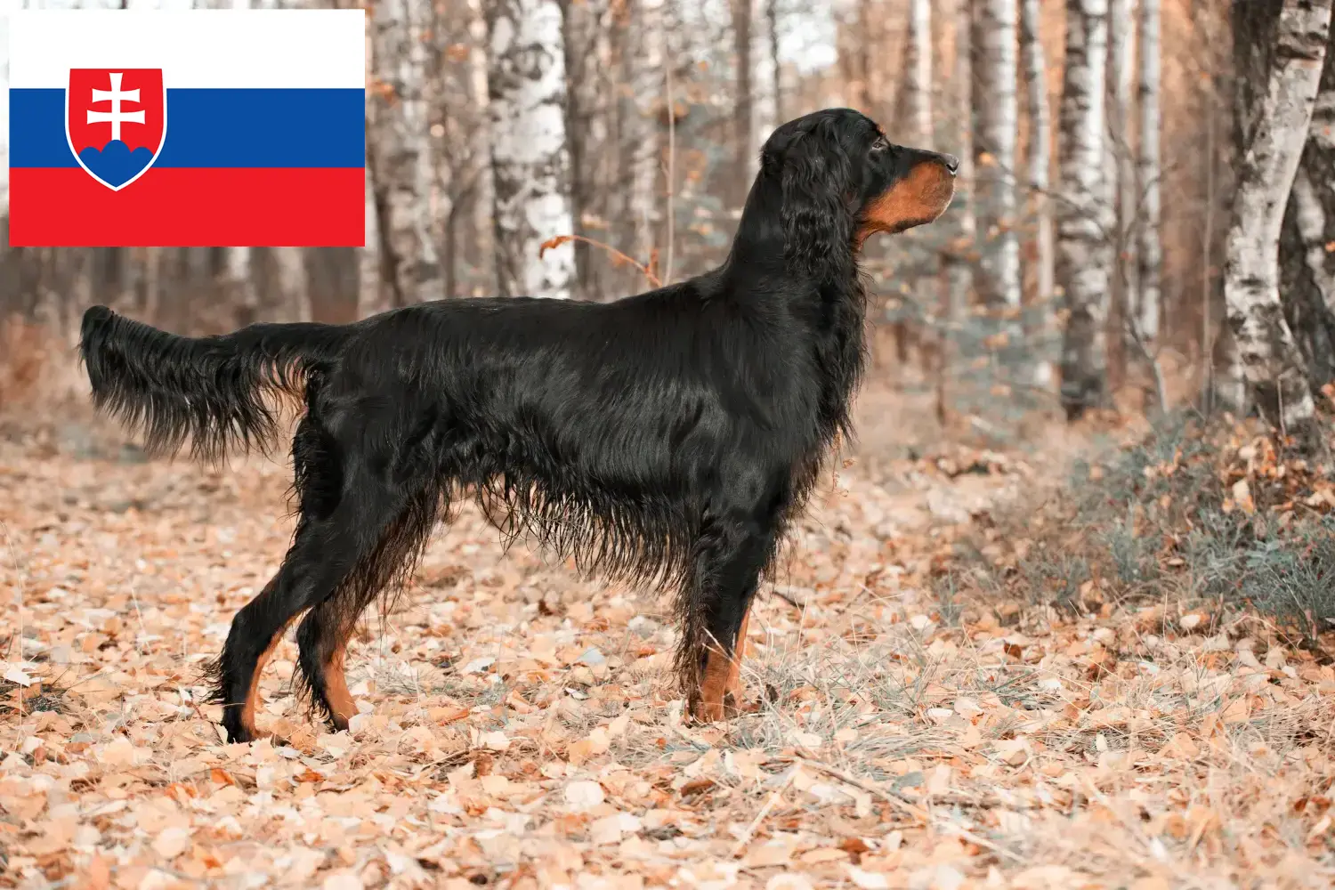 Gordon Setter puppies and breeders Slovakia Here you can find Gordon Setter breeders in Slovakia.