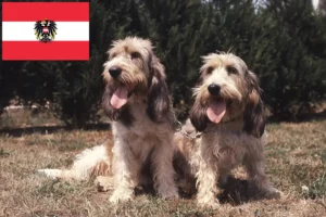 Read more about the article Grand Basset Griffon Vendéen breeders and puppies in Austria