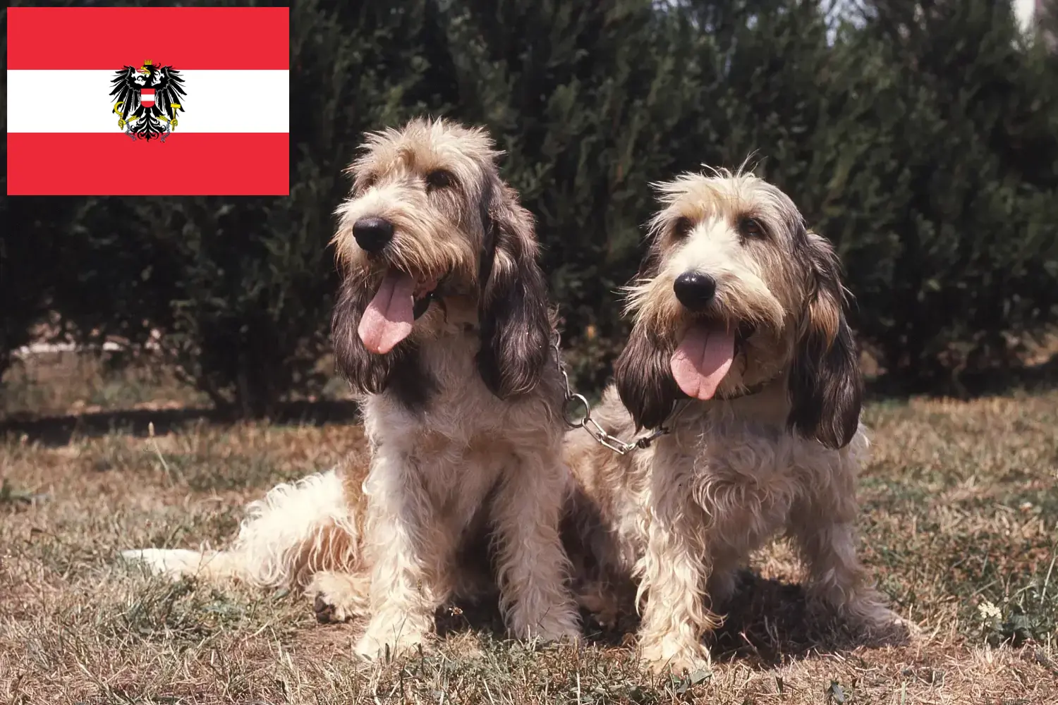 Grand Basset Griffon Vendéen puppies and breeders Austria Find Grand Basset Griffon Vendéens breeders in Austria.