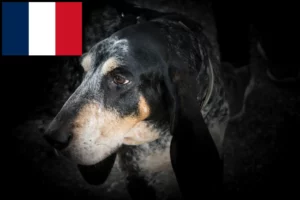 Read more about the article Grand Bleu de Gascogne breeders and puppies in France