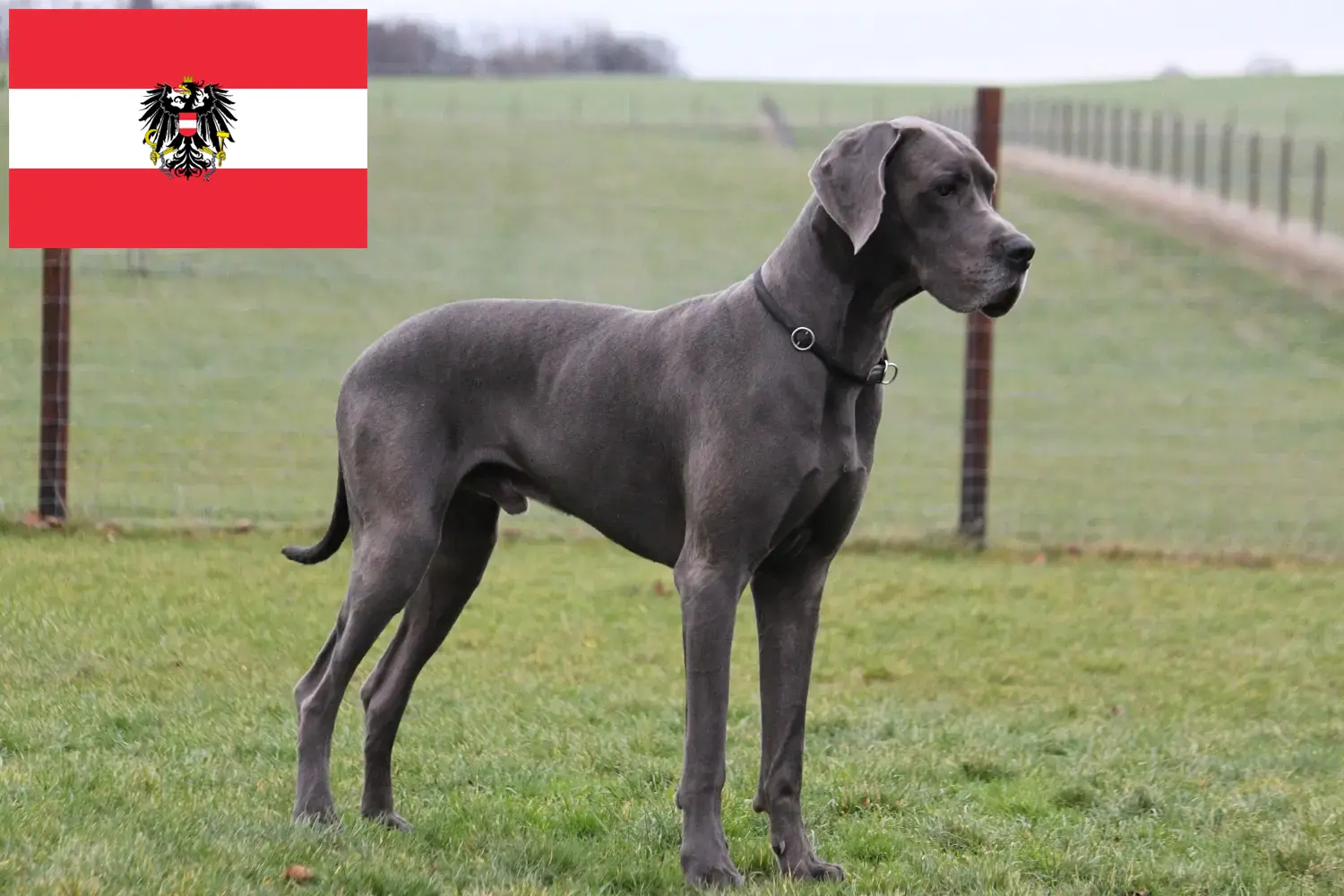 Great Dane puppies and breeders Austria Here you can find Great Dane breeders in Austria.