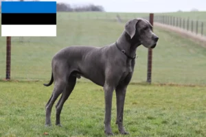 Read more about the article Great Dane breeders and puppies in Estonia