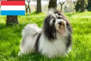 Read more about the article Havanese breeders and puppies in Luxembourg