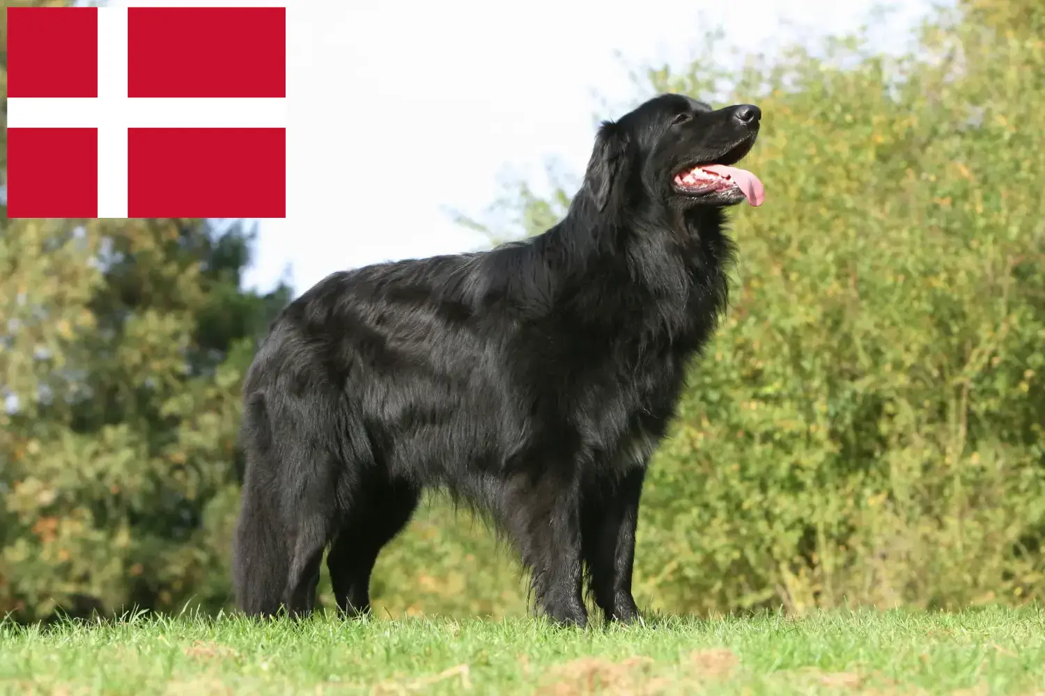 Hovawart puppies and breeders Denmark Here you can find Hovawarts breeders in Denmark.