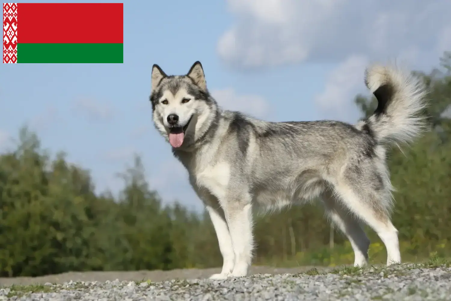 Husky puppies and breeders Belarus Here you can find Husky breeders in Belarus.