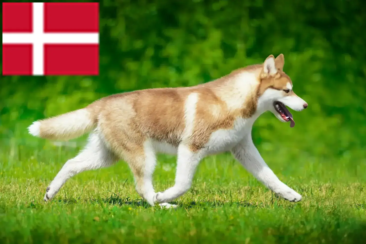 Husky puppies and breeders Denmark Here you can find Husky breeders in Denmark.