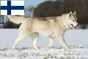 Read more about the article Husky breeders and puppies in Finland