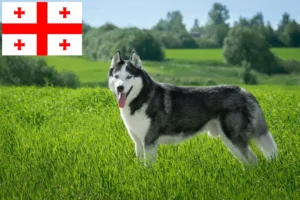 Read more about the article Husky breeders and puppies in Georgia